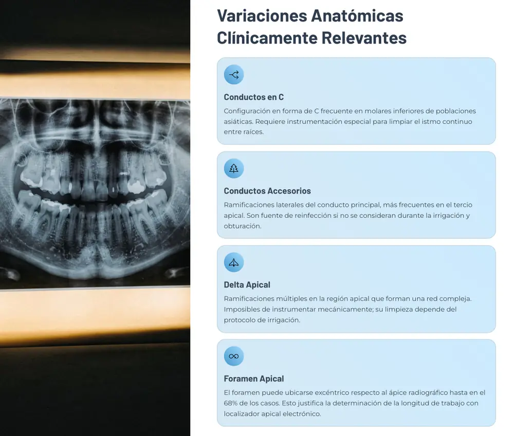 Anatomía y sistema de conductos